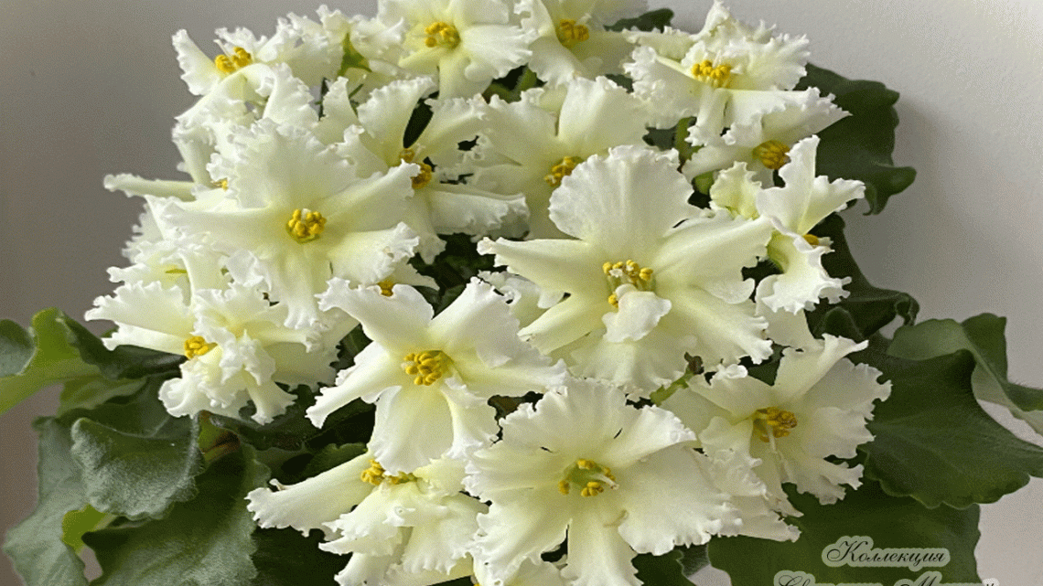 ЕК-Свечи на Ветру