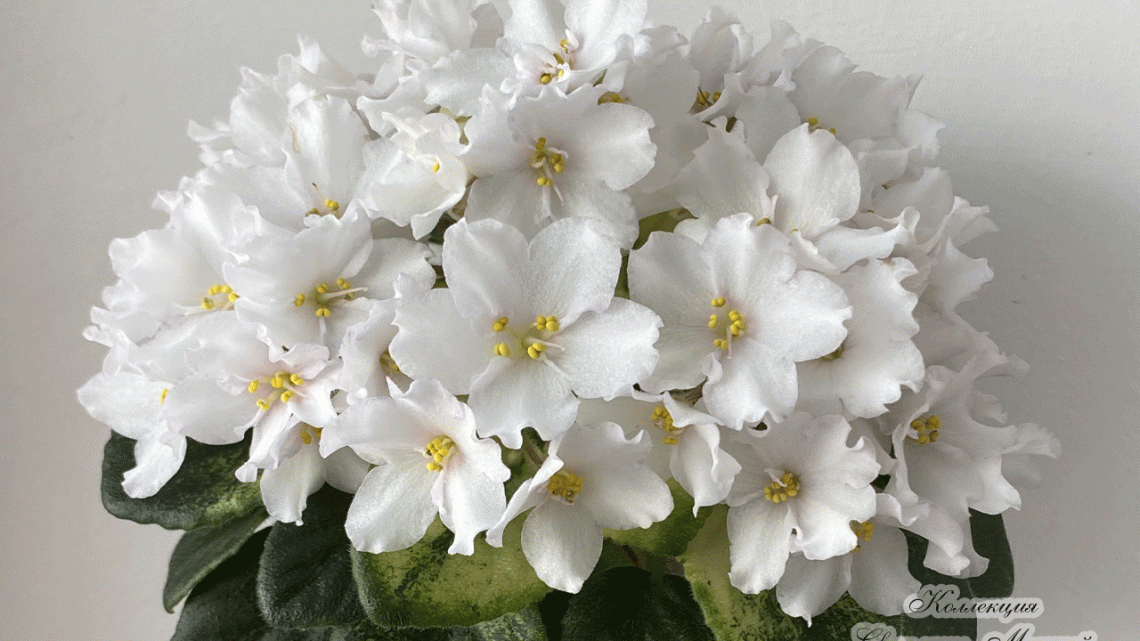 Н-Полнолуние