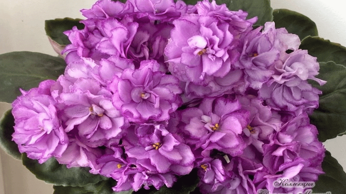 АВ-Лавандовые Розы