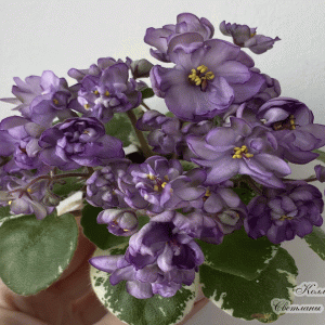 R-Purple Pearls