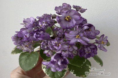 R-Purple Pearls