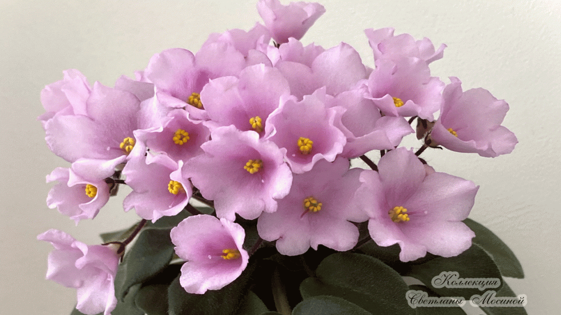 БР-Дикий Ангел