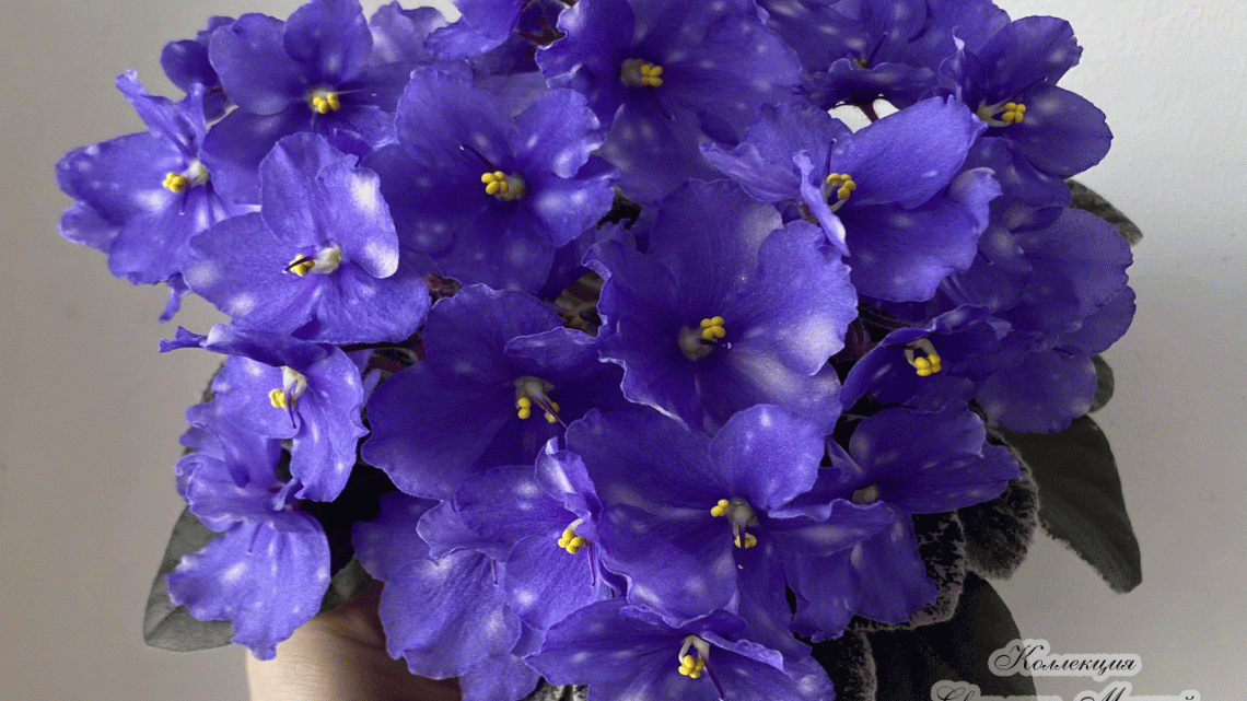 Р-Крошка Лу