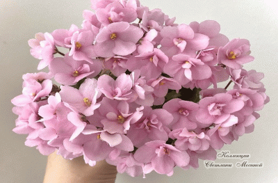 БР-Элита