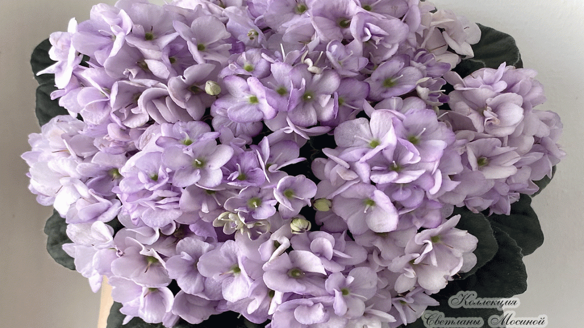 Optimara Looxo Delightful